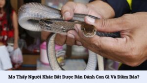 Mơ thấy người khác bắt được rắn đánh con gì và điềm báo?