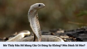 Mơ thấy rắn hổ mang cắn có đáng sợ không? Nên đánh số nào?
