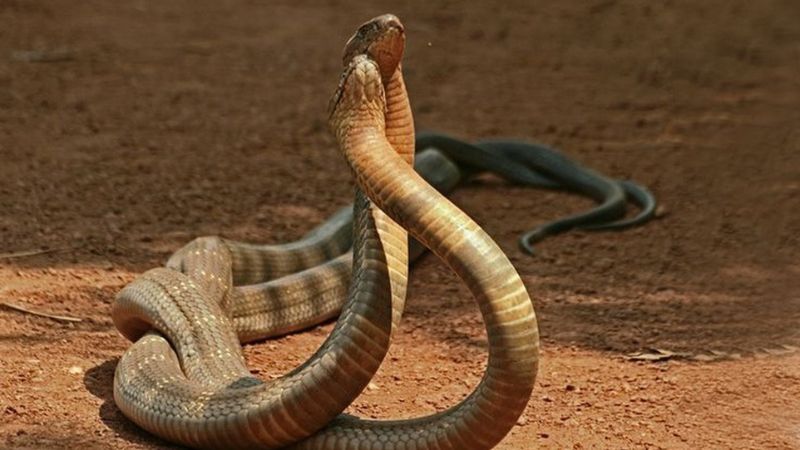 Ý nghĩa giấc mơ thấy rắn hổ mang cắn mình thiệt mạng